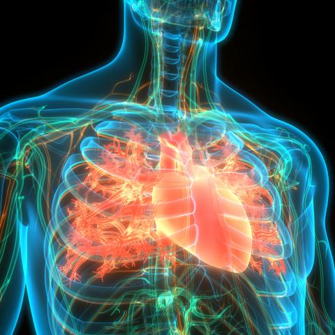 heart-anatomy